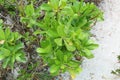 Scaevola taccada, beach cabbage, sea lettuce, beach naupaka, naupaka kahakai, magoo, merambong, bapaceda, papatjeda, ngahuÃÂ  Royalty Free Stock Photo